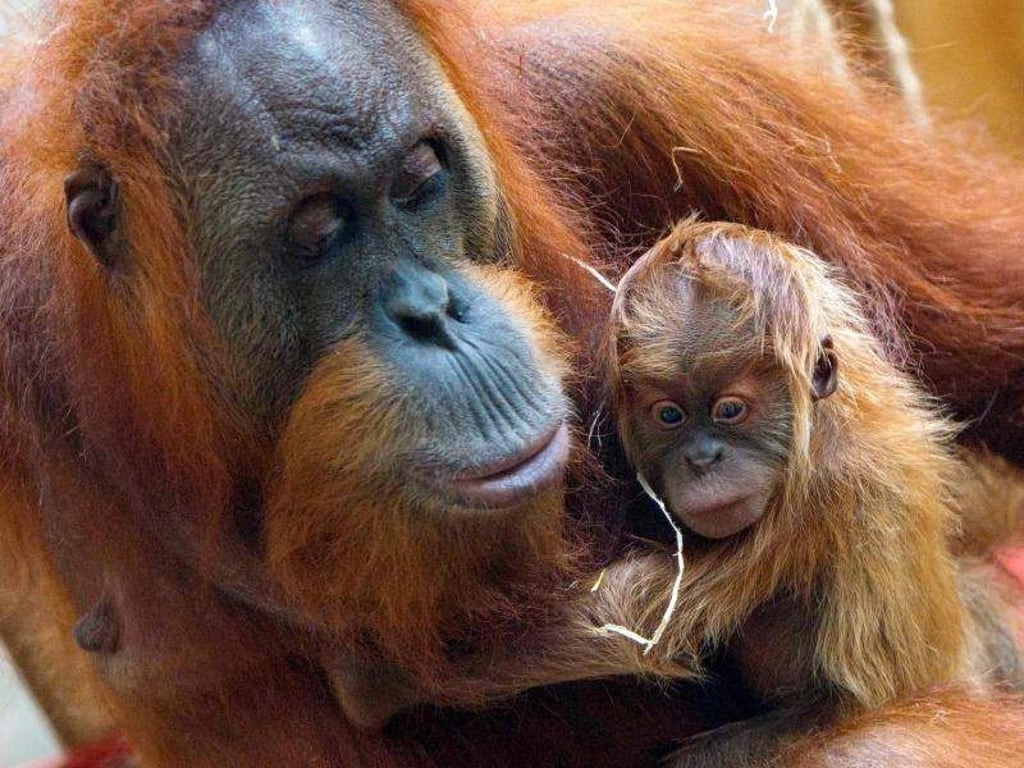 Rosa und ihr Junges. Foto: Kammerer/Zoo Frankfurt