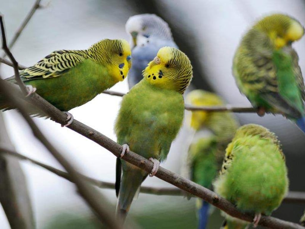 Wellensittiche sitzen besser auf Natur-Ästen, die regelmäßig im vierwöchigen Rhythmus gewechselt werden sollten. Foto: Uwe Zucchi/dpa