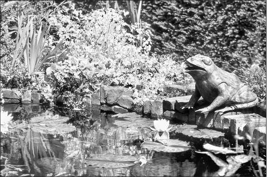 Wasserflöhe und Schnecken halten den Teich sauber