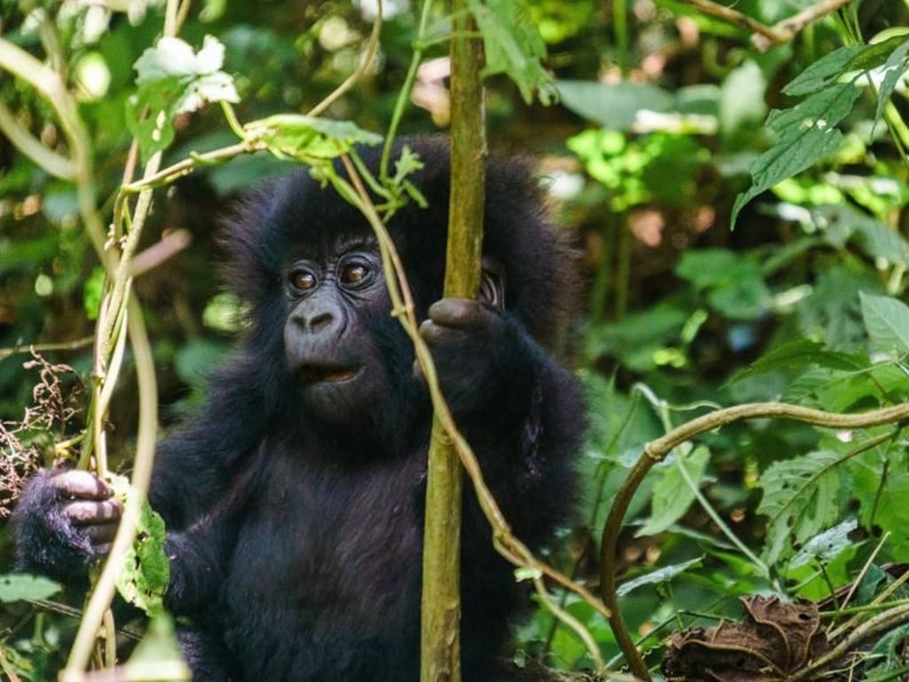 Gorilla-Baby im Virunga-Park: Touristen müssen mindestens sieben Meter Abstand zu den Tieren halten. Foto: Philipp Laage/dpa-tmn