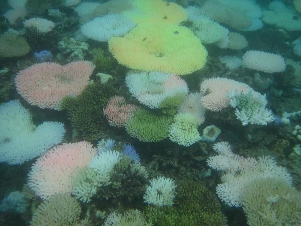 Wenn das Meer wärmer wird, sterben die Organismen in den Korallen und damit auch die Korallen selbst ab. Foto: WWF Philippinen/Lory Tan/Archiv