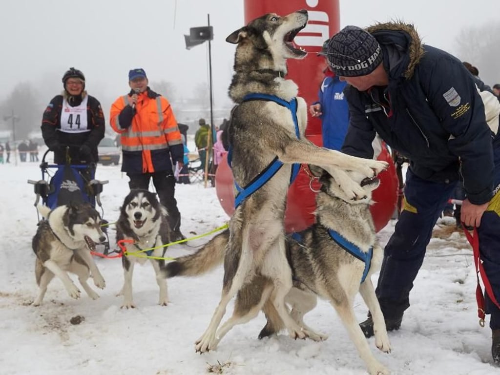 Warten auf den Start: 50 Musher traten mit mehr als 100 Hunden auf den verschneiten Höhen des Westerwalds zum Wettkampf an. Foto: Thomas Frey