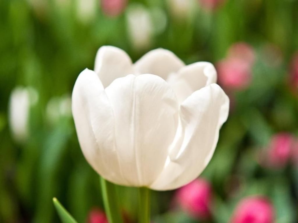 Sie sind ein Klassiker zu Ostern im Garten: Tulpen erblühen ab März. Foto: Andrea Warnecke