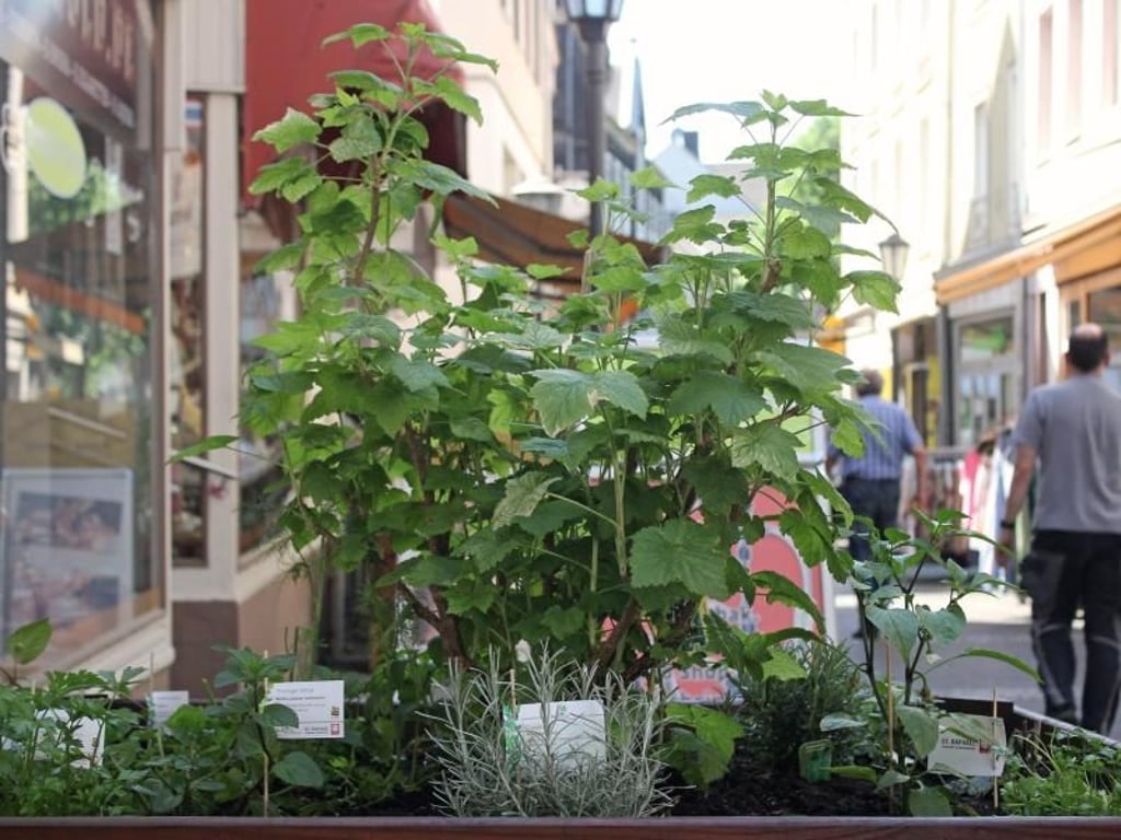 Dufte Idee: In der Altstadt von Andernach stehen mehr als 40 Pflanzkästen, in denen Kräuter wachsen. Foto: Bernd F. Meier
