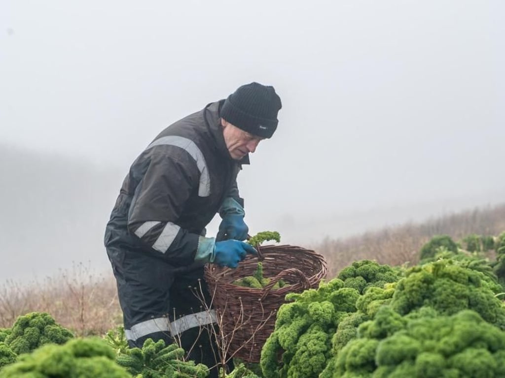 Grünkohlernte: Bodenständige Küche hat Sylt ebenfalls zu bieten. Foto: Holm Löffler/Sylt Marketing GmbH/dpa-tmn