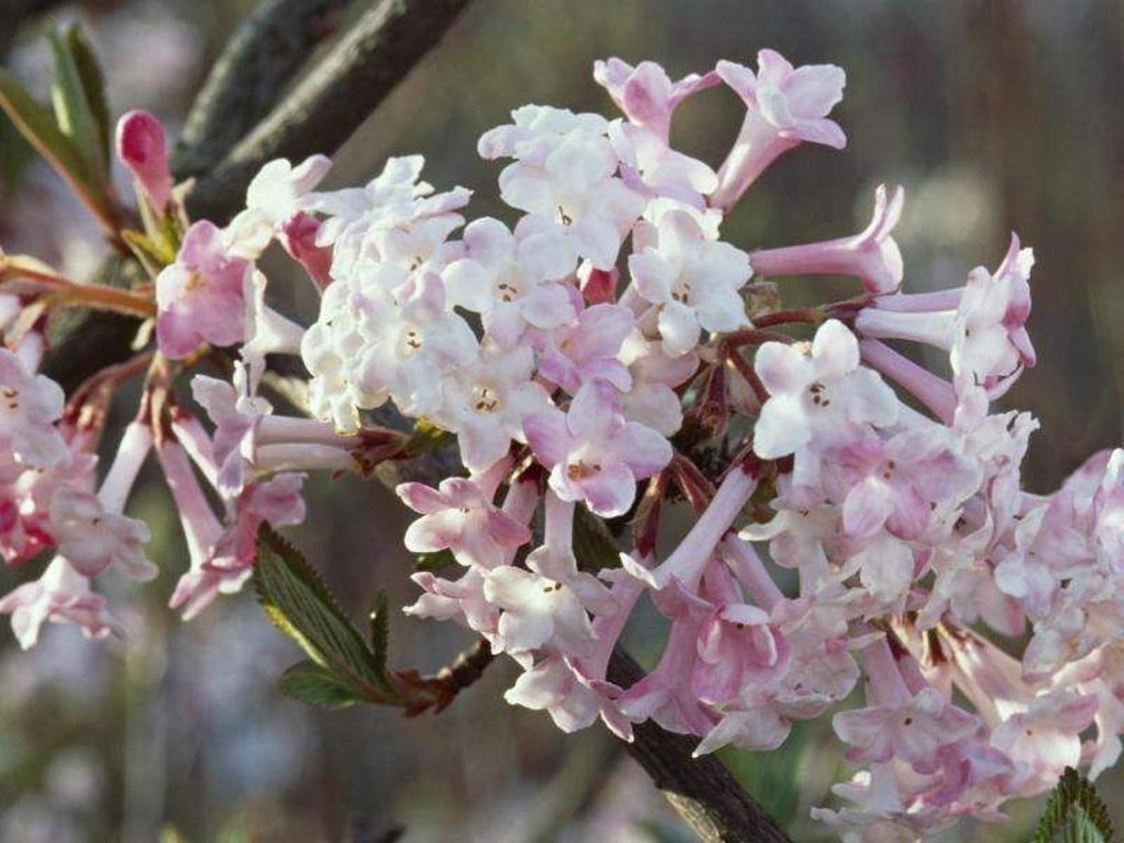 An kalten Wintertagen, wenn noch Minustemperaturen herrschen, blüht bereits der Duftschneeball (Viburnum farreri). Foto: Marion Nickig