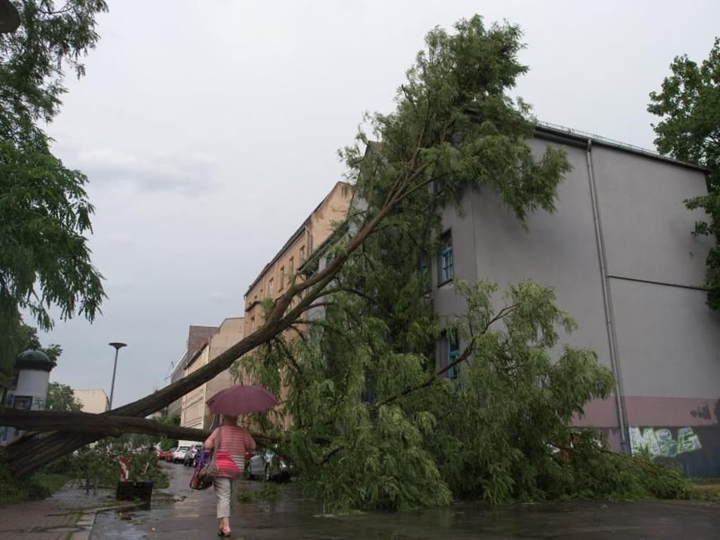 Ein abgeknickter Baum in Magdeburg. Über der Landeshauptstadt ging ein schweres Unwetter nieder. Die Temperaturen fielen dabei von 32 auf 17 Grad Celsius. Foto: Klaus-Dietmar Gabbert