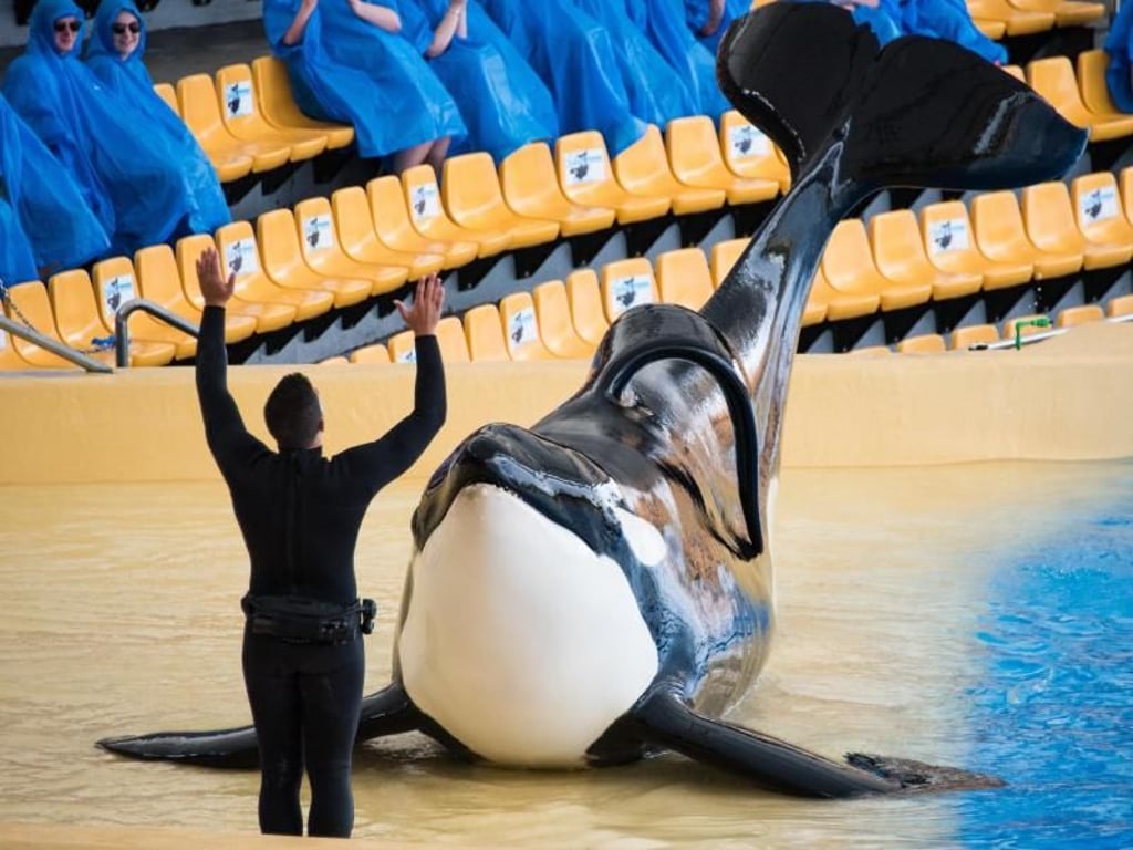 Orcas leben in Delfinarien häufig auf viel zu kleinem Raum. Die Tiere werden unter solchen Bedingungen oft psychisch krank. Foto: Patrick Pleul