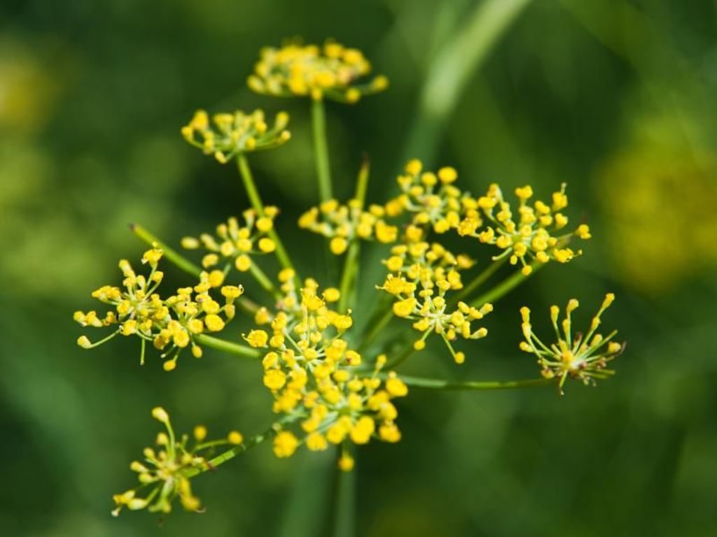 Anis-Geschmack in der Tasse liefert zum Beispiel der Fenchel. Foto: Andrea Warnecke