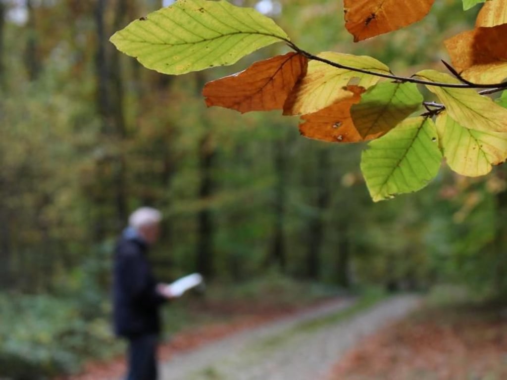 Der Große Rundweg führt auf 22 Kilometern durch den Buchenwald Grumsin. Foto: Deike Uhtenwoldt