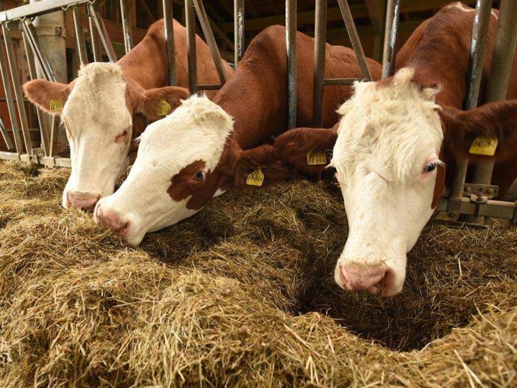 In Industrieanlagen gezüchtete Mikroben könnten ein umweltfreundlicheres Futter für Rinder, Schweine und Hühner darstellen als Ackerpflanzen. Foto: Angelika Warmuth
