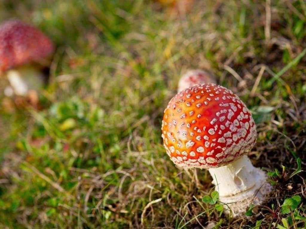 Fliegenpilze sind die wohl bekanntesten giftigen Pilze. Bei Symptomen einer Pilzvergiftung sollte sofort ein Notarzt gerufen werden. Foto: David Ebener