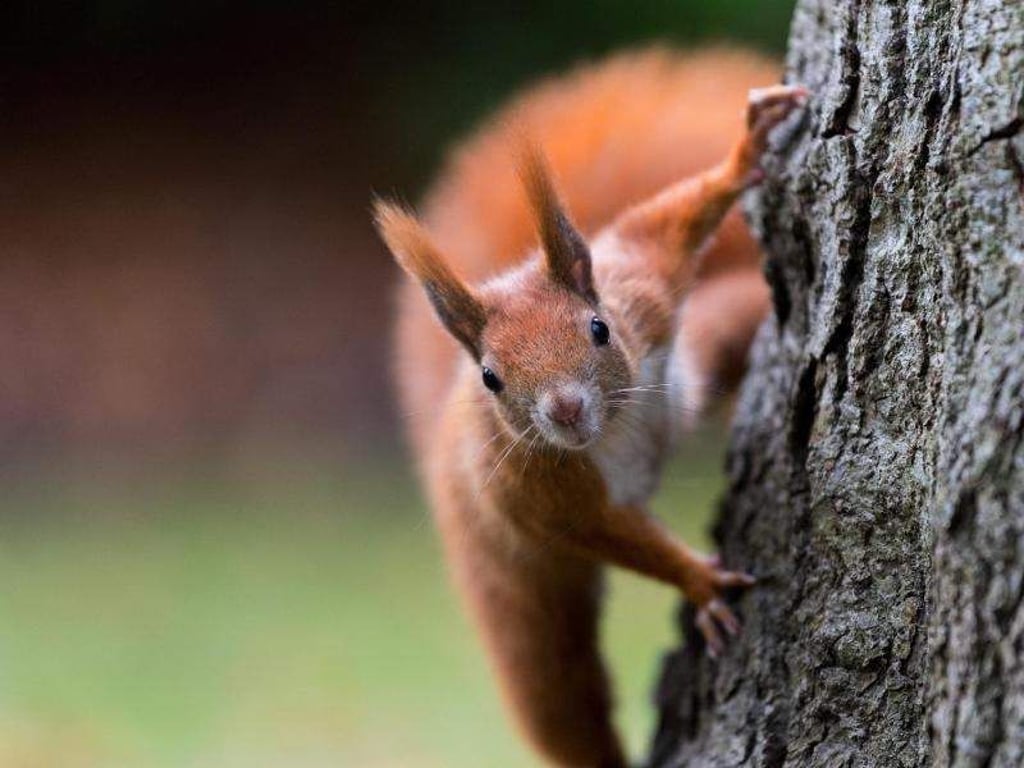 Manchmal suchen sich Eichhörnchen ihren Nistplatz auch auf einem Balkon. Wer dort jetzt mit dem Frühjahrsputz beginnt, sollte daher achtgeben. Foto: Monika Skolimowska