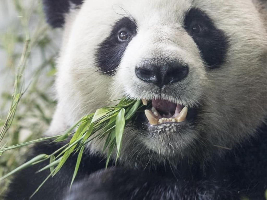 Panda-Mann Jiao Qing läßt sich den frischen Bambus schmecken. Foto: Paul Zinken