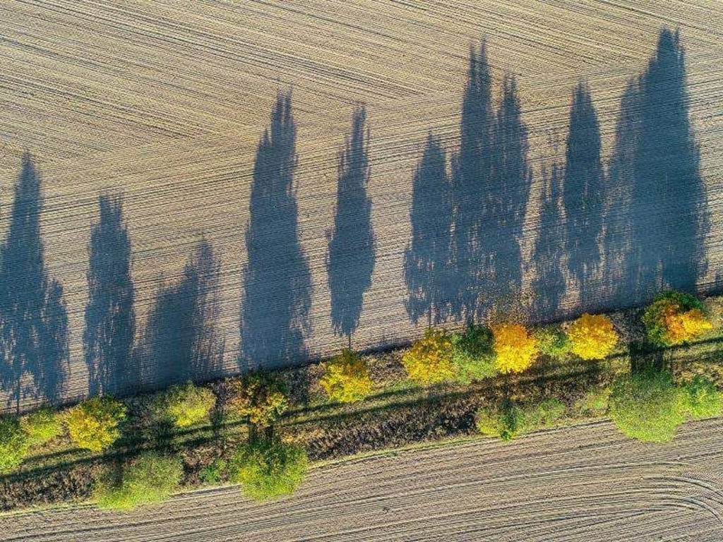 Alleebäume werfen im Licht der tief stehenden Morgensonne lange Schatten auf ein Feld. Foto: Patrick Pleul/Archiv
