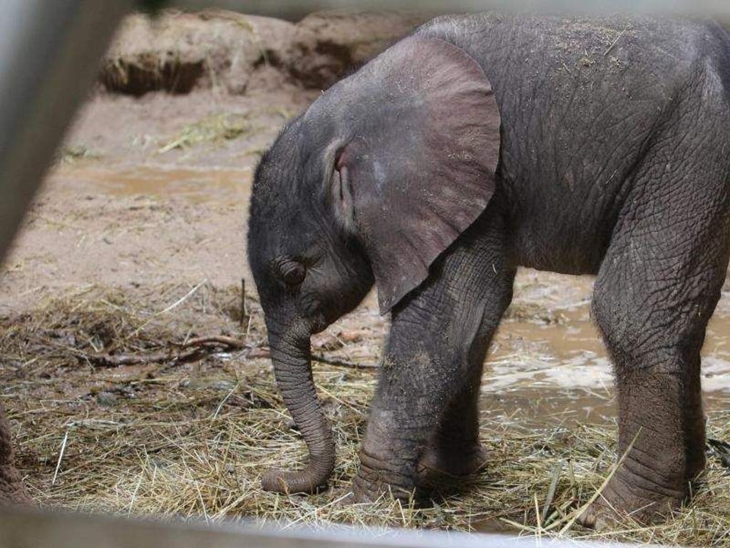 Das Elefantenbaby steht im Zoo von Halle/Saale in seinem Gehege. Foto: Sebastian Willnow