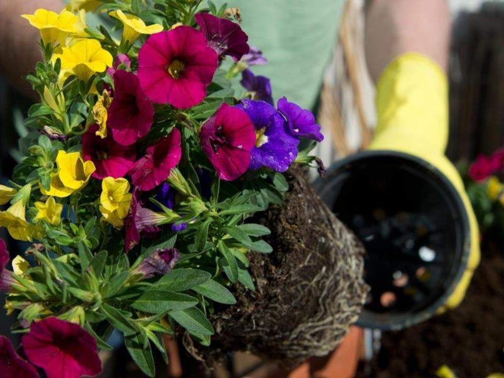 Blumenerde sollte stets im Frühjahr erneuert werden. Foto: Andrea Warnecke