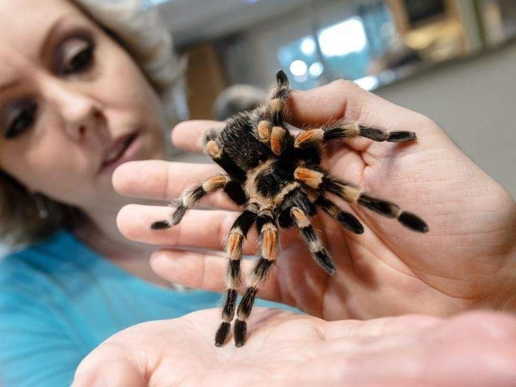 Ran ans echte Tier: Nach verschiedenen Therapieschritten können Spinnenphobiker es schaffen, eine lebende Vogelspinne zu berühren und auf der Hand zu halten. Foto: Markus Scholz