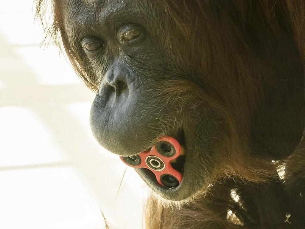 Mit einem Fidget Spinner kann man viele Dinge tun. Foto: Daniel Zupanc/Tiergarten Schönbrunn