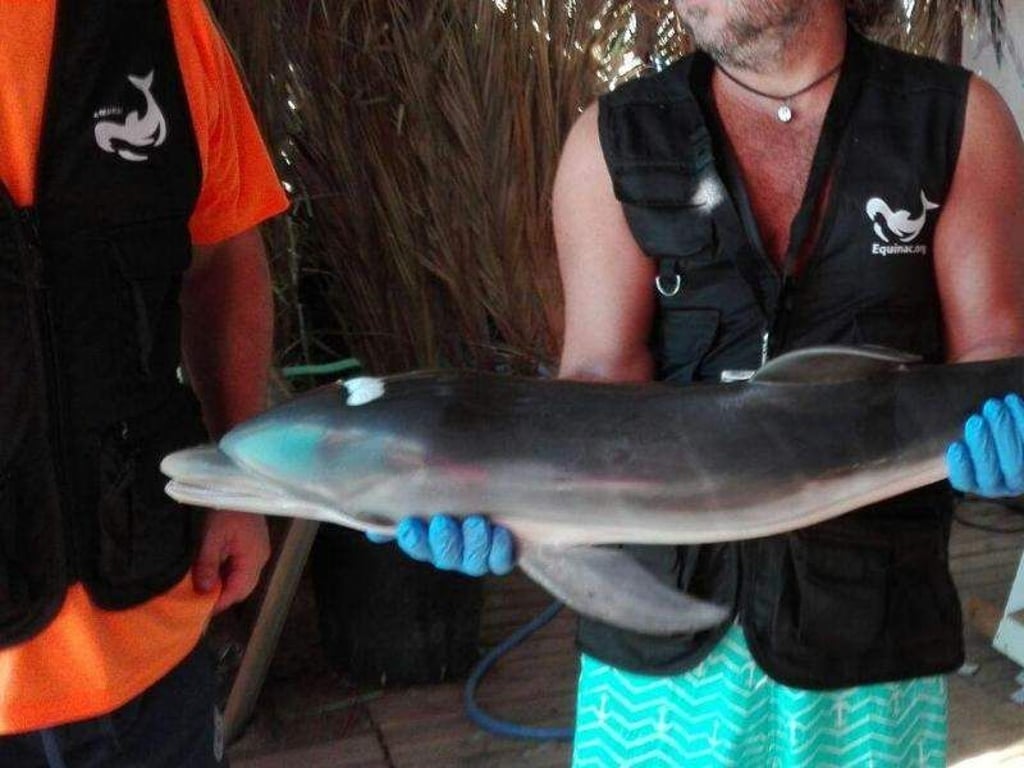 Er fiel dem Selfie-Wahn zum Opfer: Ein Mitglied der Tierschutzorganisation «Equinac» hält das tote Delfin-Baby. Foto: Equinac