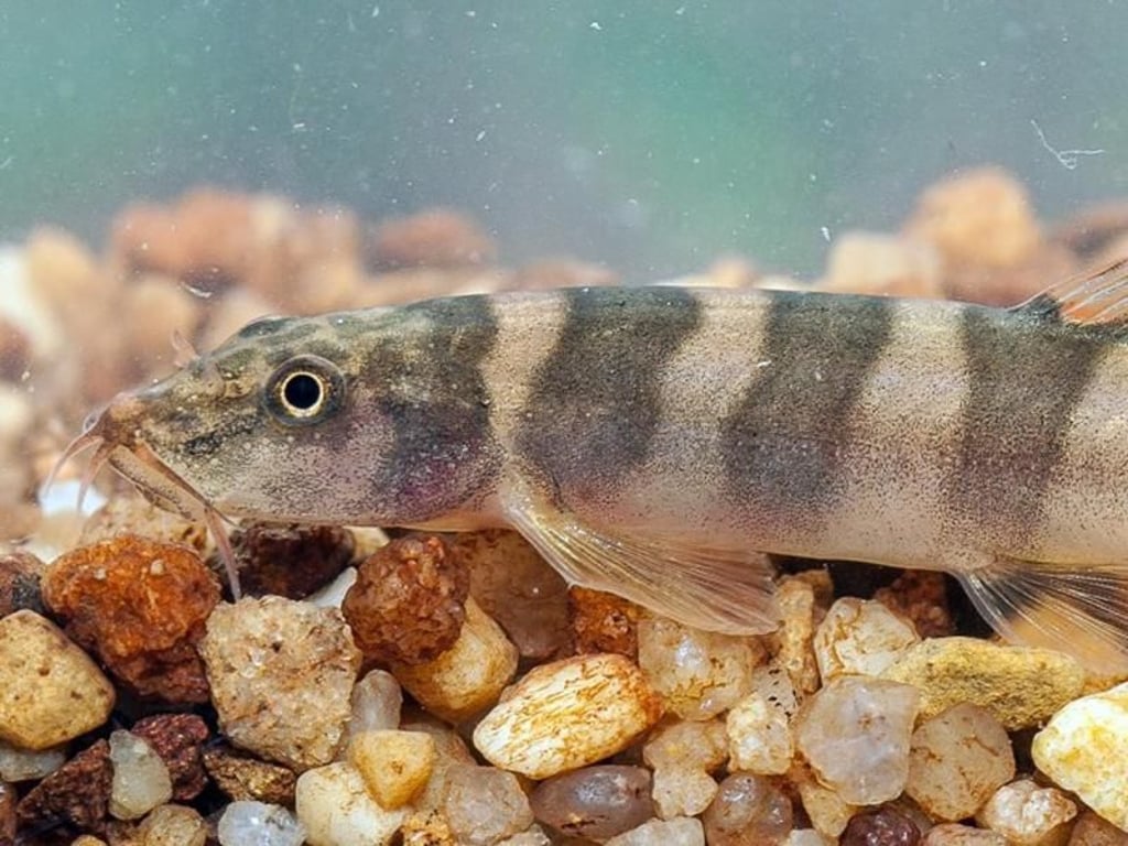 Diese Schmerle wurde in Kambodscha entdeckt (Schistura kampucheensis). Foto: Myloslav Petrtyl