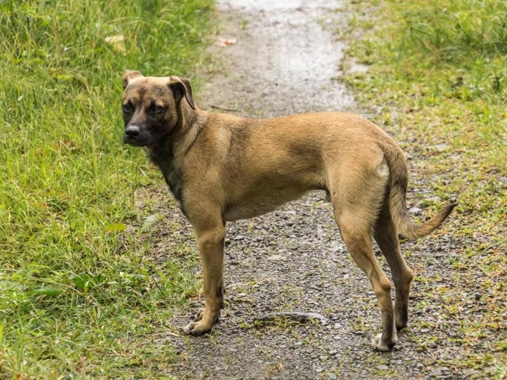 Streuner auf Dominica: Menschen infizieren sich am häufigsten durch Bisse oder Kratzer von mit Tollwut infizierten Hunden. Foto: Philipp Laage