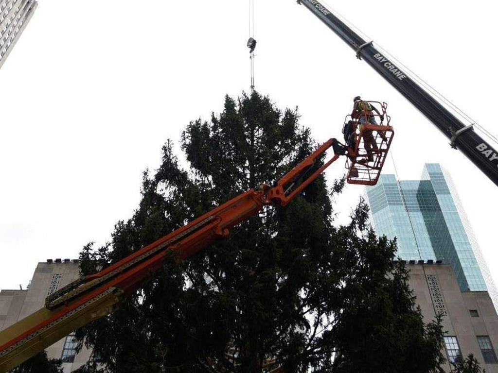 Die Riesentanne wird am Rockefeller Center in New York aufgestellt. Foto: Justin Lane.