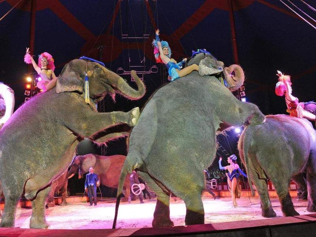 Artistinnen bei Kunststücken auf den legendären Elefanten des Circus Krone. Foto: Ursula Düren