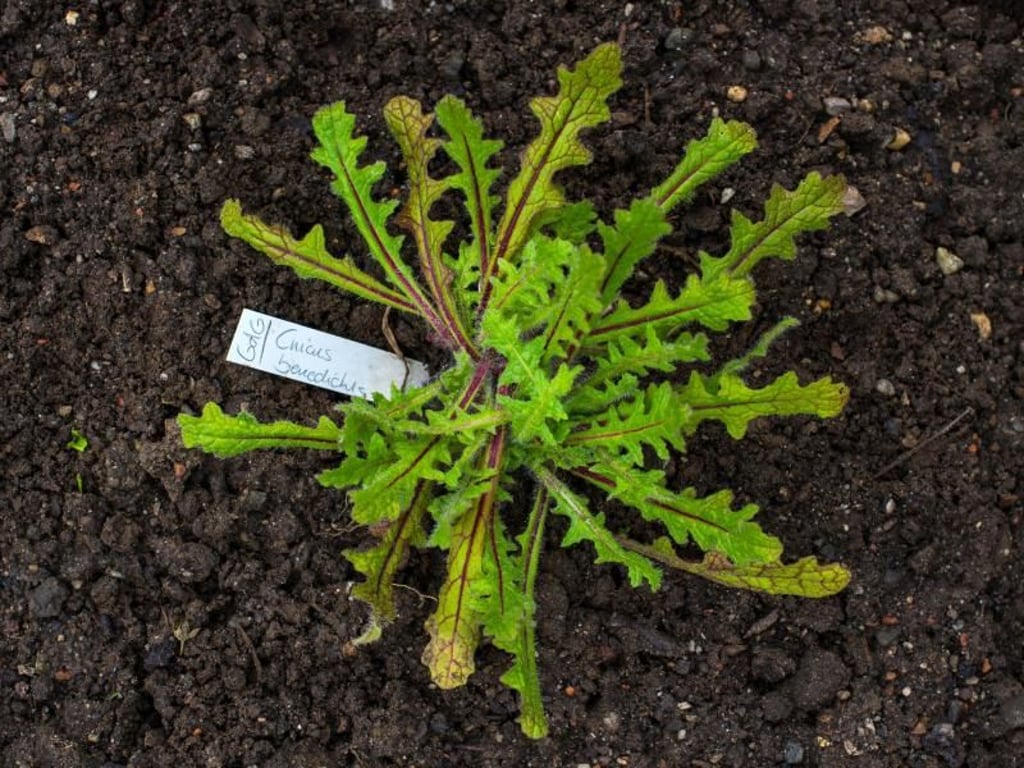 Die Bitterstoffe des Benediktenkraut sollen gegen Appetitlosigkeit und bei Magen-Darmbeschwerden helfen. Foto: Andreas Arnold
