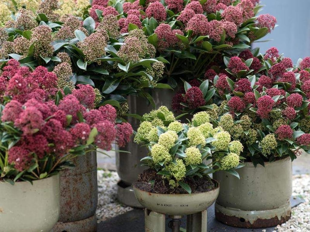 Die Skimmie bildet schon ab Spätsommer die Knospen für das kommende Frühjahr. Foto: Pflanzenfreude.de