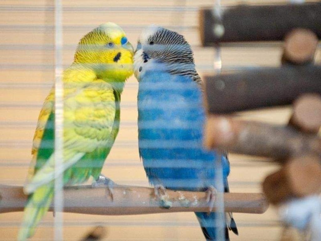 Wellensittich-Pärchen vertragen sich meist besser. Halter sollten daher das Geschlecht ihres Vogels berücksichtigen, wenn sie einen Partner auswählen. Foto: Andrea Warnecke