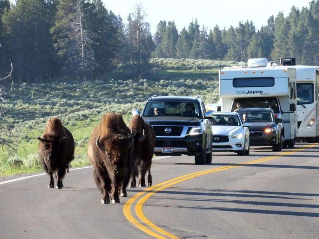 Bisonherden sorgen im Yellowstone-Nationalpark nicht selten für Stillstand auf den Straßen. Foto: Christian Röwekamp