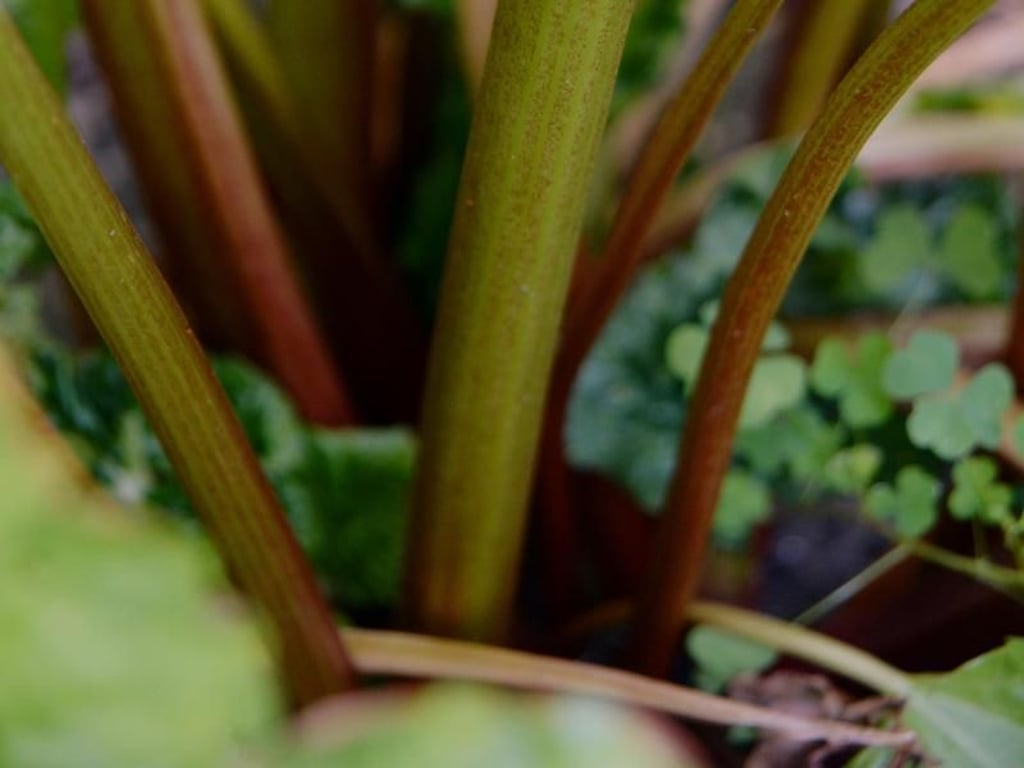 Während der Erntezeit braucht der Rhabarber einen feuchten Boden. Foto: Andrea Warnecke
