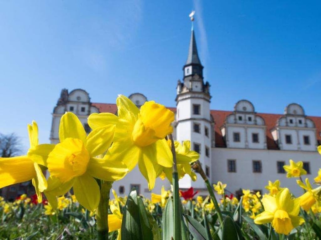 Osterglocken blühen vor dem Johannbau des früheren Stadtschlosses in Dessau. Foto: Hendrik Schmidt/Archiv