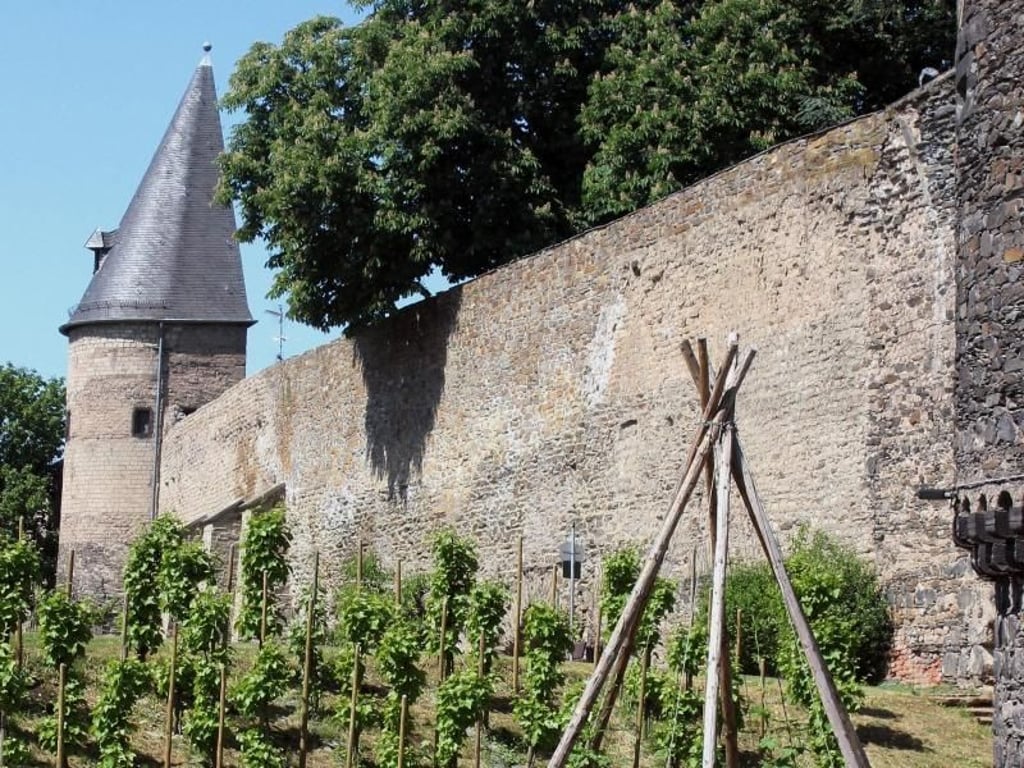 An der Stadtmauer von Andernach wachsen unter anderem Hopfen und Wein. Foto: Bernd F. Meier