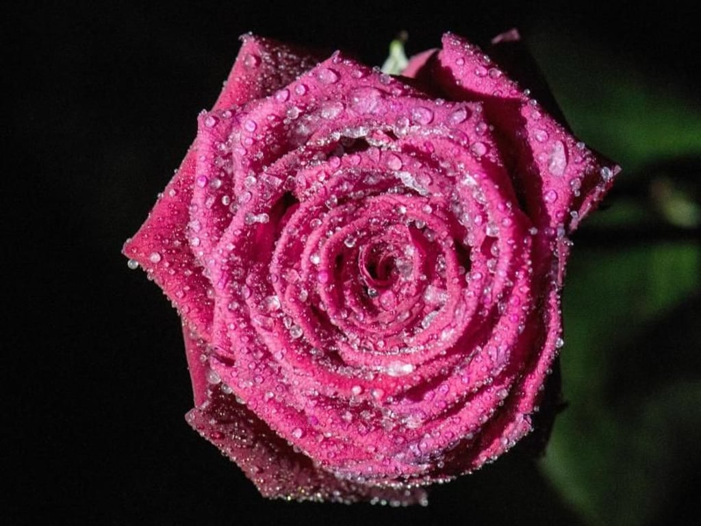 Eine mit gefrorenen Wassertropfen bedeckte Rose aus einem Blumenstrauß. Die Rekord-Minuswerte sollen sich erst gegen Ende der Woche abschwächen. Foto: Boris Roessler