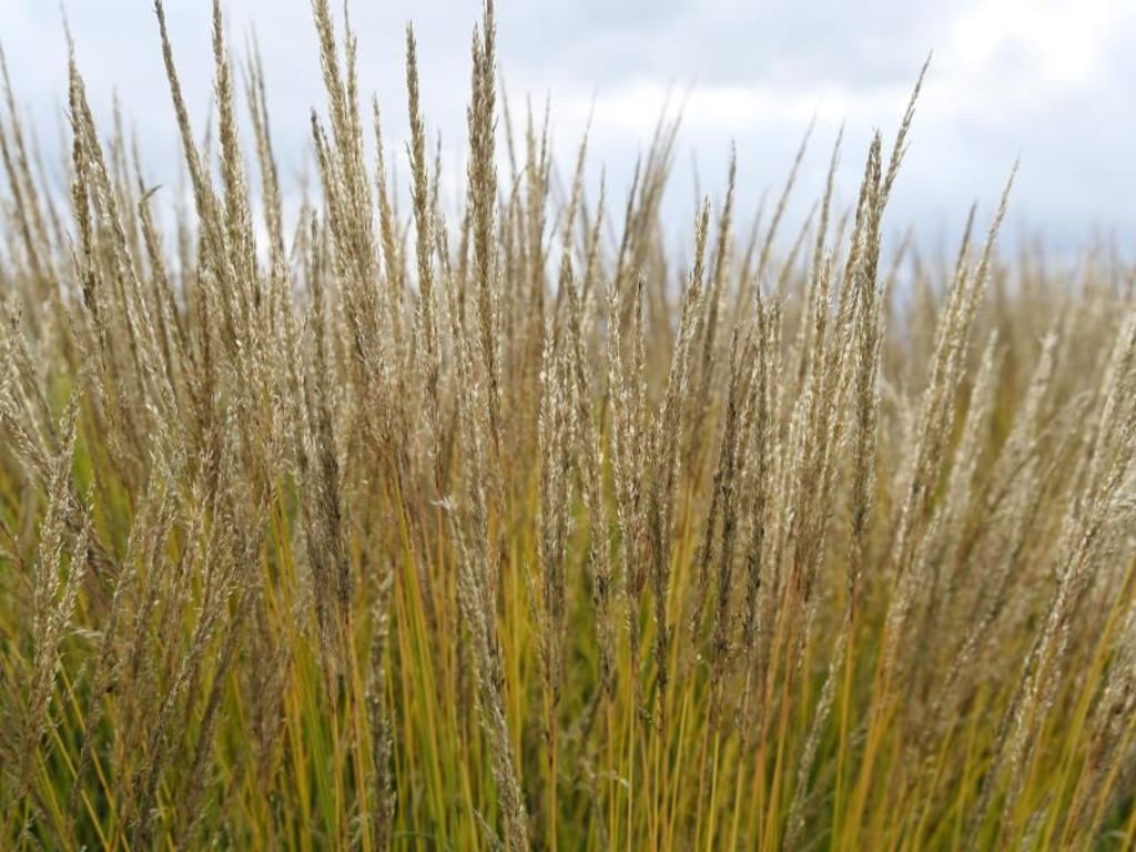 Einen strahlenden Bronzeton bringt das Diamant-Reitgras (Calamagrostis brachytricha) ins herbstliche Farbenspiel. Foto: Andrea Warnecke/dpa-tmn
