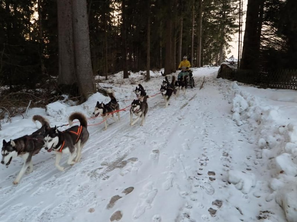 Traum für Huskyfans: In Lenzkirch bietet Sascha Bähr Ausfahrten mit seinen Siberian Huskys an. Foto: Larissa Loges