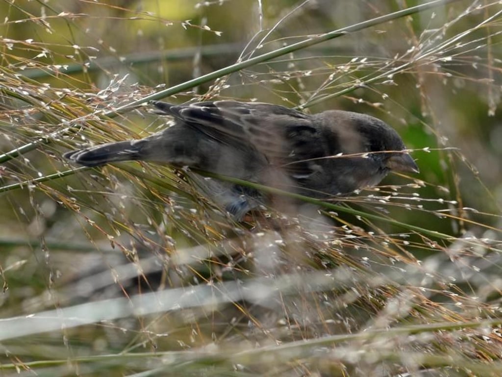 Gerade für Vögel wie den Haussperling sind Gräser besonders wertvoll. Sie fressen die reifen Samen - hier von einem Rohr-Pfeifengras. Foto: Andrea Warnecke/dpa-tmn