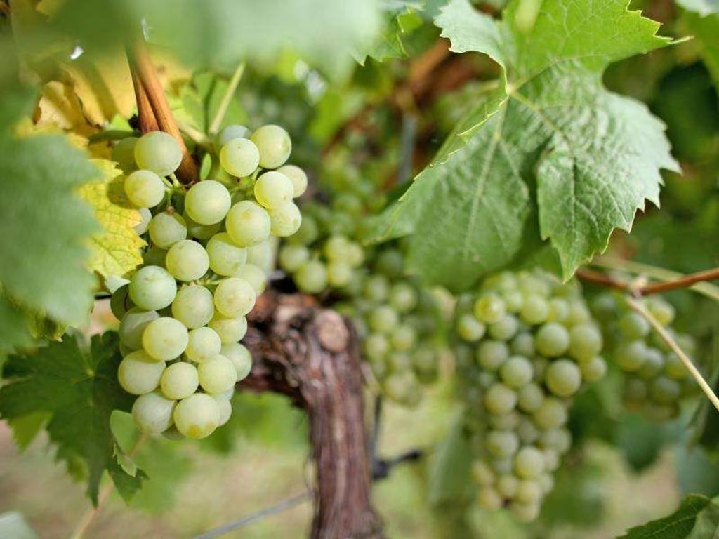 Trauben hängen an einem Weinstock. Foto: Jan Woitas/Archiv
