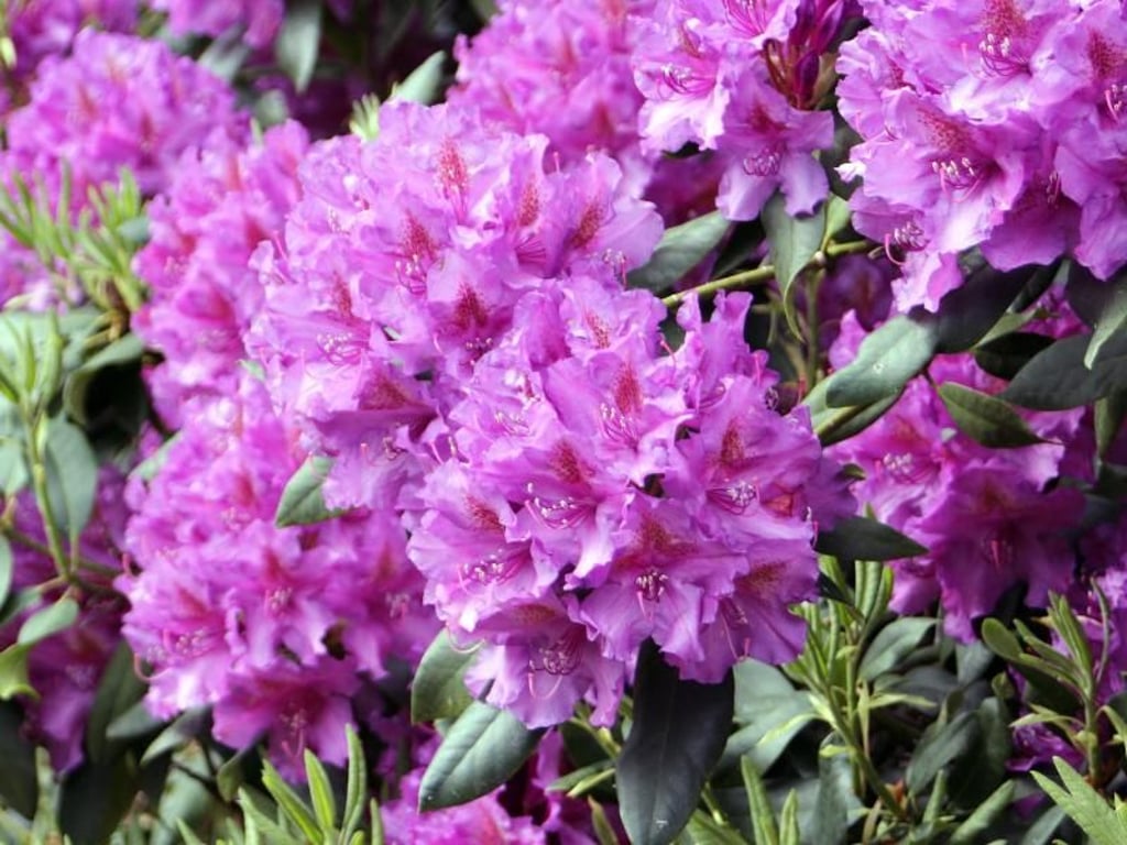Üppige Blütenpracht im Rhododendronpark Hobbie. Foto: Bernd F. Meier