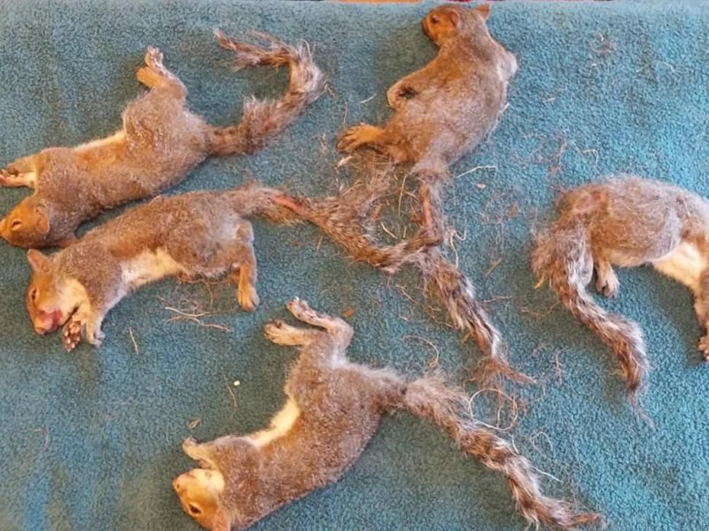 Noch sind die fünf Eichhörnchen betäubt - aber alles ging gut aus für die Nager. Foto: Wisconsin Humane Society