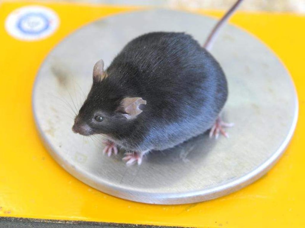 Eine dicke Maus mit einem Gewicht von 49,2 Gramm sitzt bei einer wissenschaftlichen Untersuchung zur Fettleibigkeit auf einer Waage. Foto: Waltraud Grubitzsch