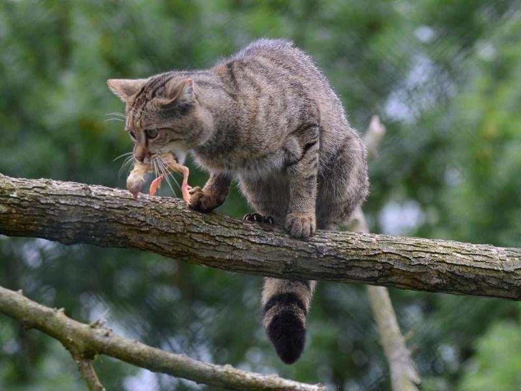Sie sind extrem scheu, doch sie sind eindeutig wieder da: Wildkatzen in Deutschlands Wäldern. Foto: Marc Tirl