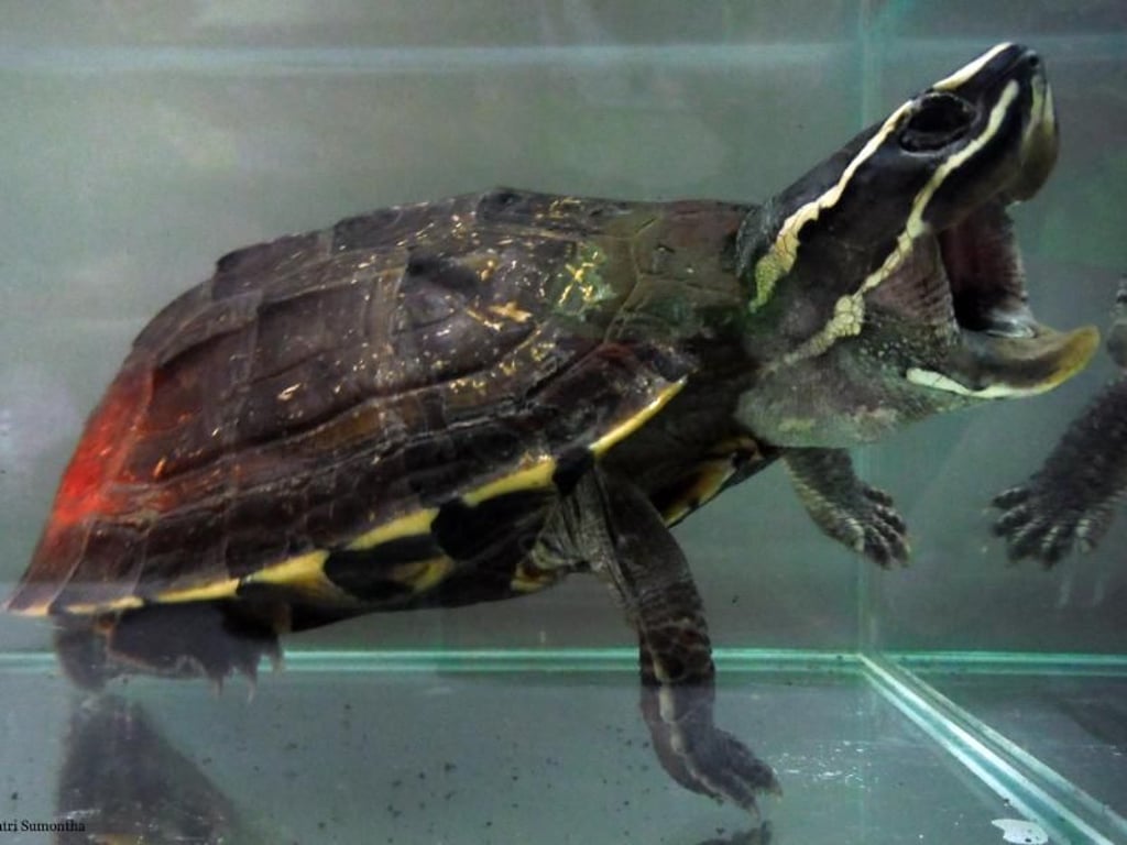 Lebt auch am Mekong: die Schneckenfresser-Schildkröte (Malayemys Isan). Foto: Montri Sumontha/WWF