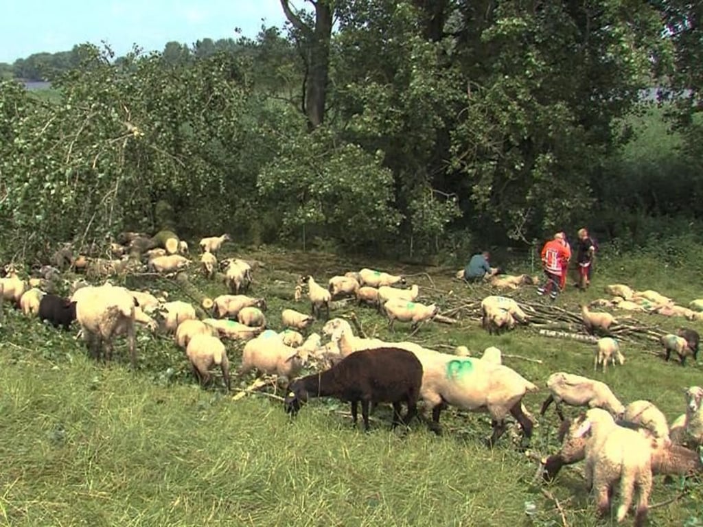 Eine Schafherde mit 20 bis 30 Tieren wurde unter umgestürzten Bäumen begraben, zahlreiche Tiere verendeten. Foto: TNN