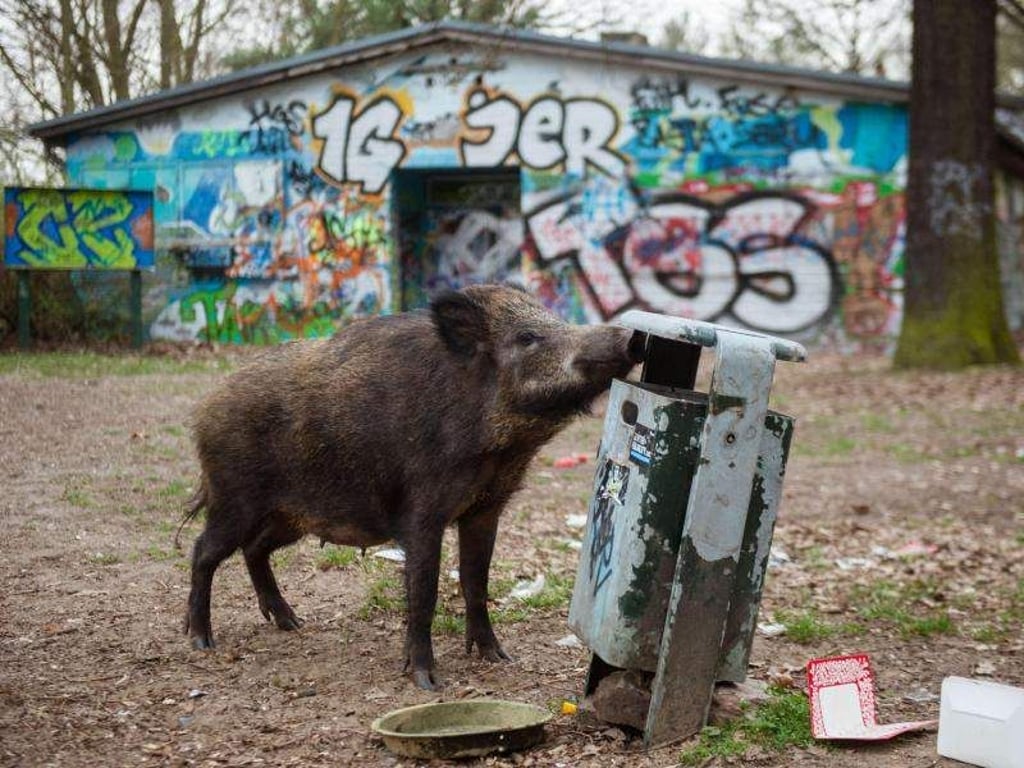 Ein Wildschwein sucht nach Fressen. Foto: Gregor Fischer