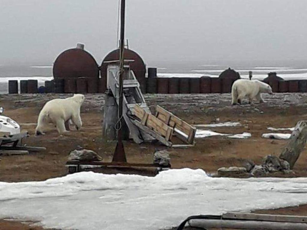 Umherstreunende Eisbären in der Nähe einer Siedlung auf der Tschuktschen-Halbinsel. Foto: WWF
