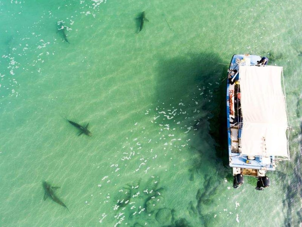 Vor Israels Küste sind in den vergangenen Monaten ungewöhnlich viele Haie gesichtet worden. Sie sammeln sich im flachen Wasser vor dem Küstenort Chadera. Foto: Hagai Nativ