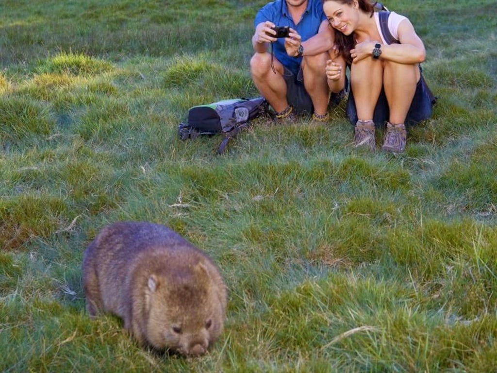 Direkt vor den Besuchern - und dann auch noch im Tageslicht: Einem Wombat zu begegnen, ist nicht immer so leicht. Foto: Tourism Tasmania